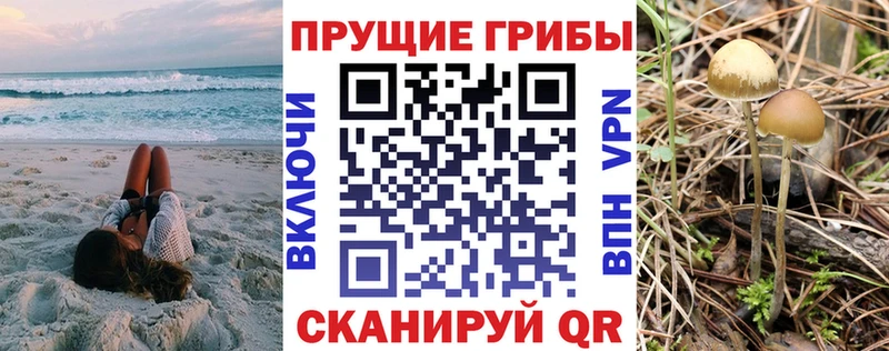 Купить  Сорск  Галлюциногенные грибы Cubensis 